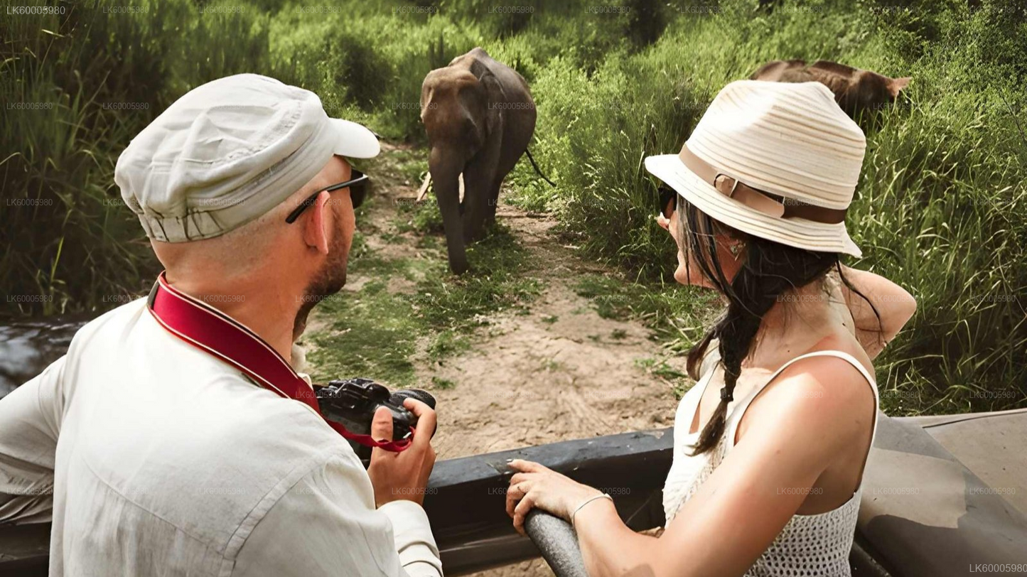 Private Tour from Ella to Arugam bay with Lahugala Safari