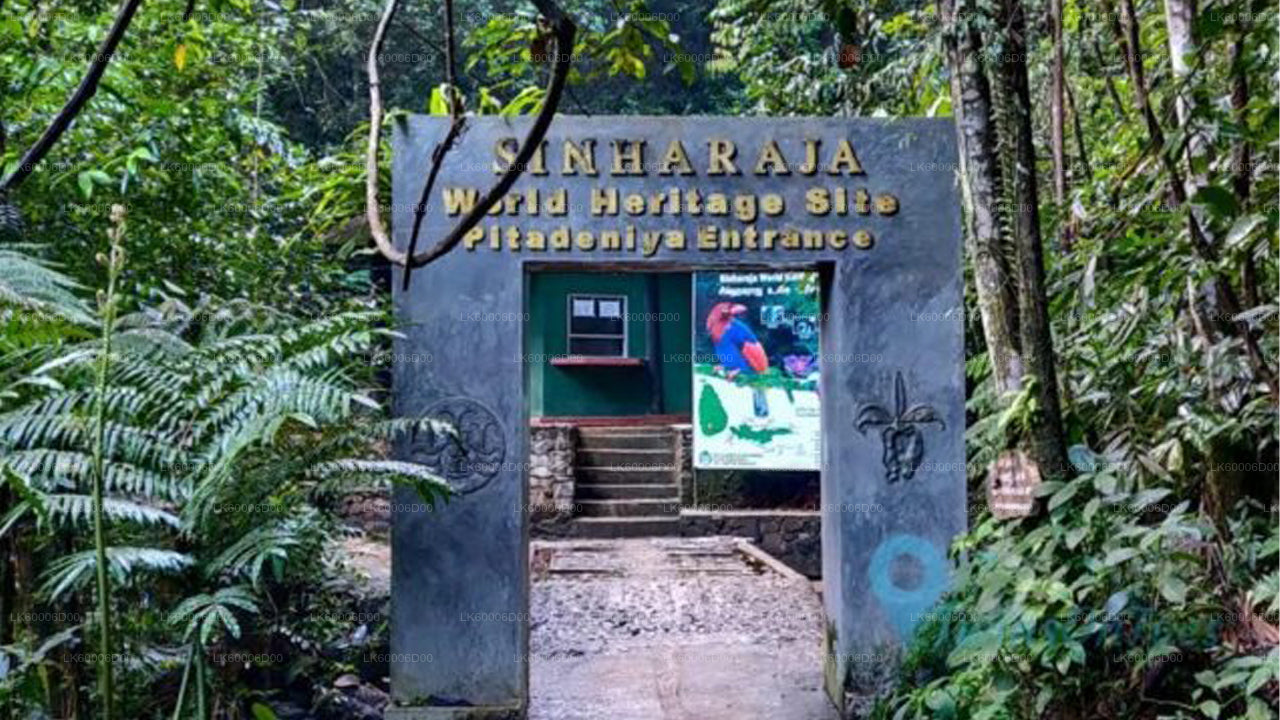 Sinharaja Rainforest Guided Tour from Kosgoda