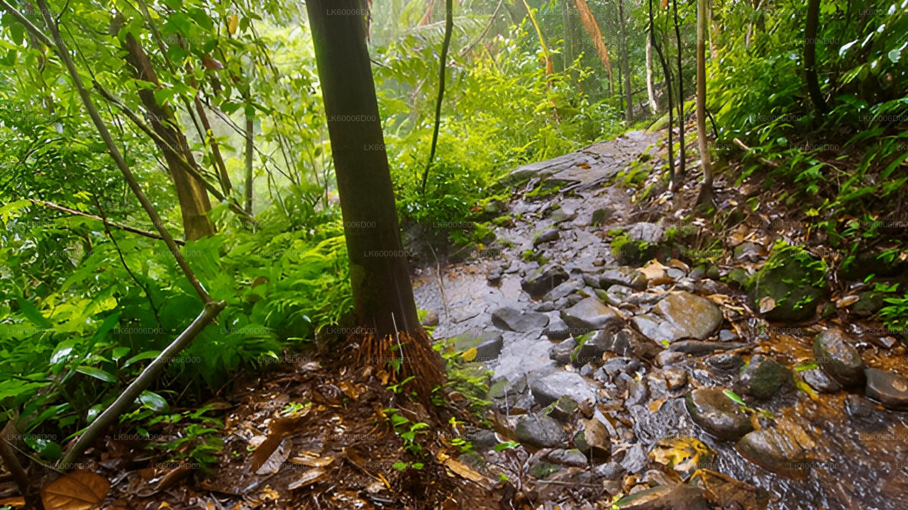 Sinharaja Rainforest Guided Tour from Kosgoda
