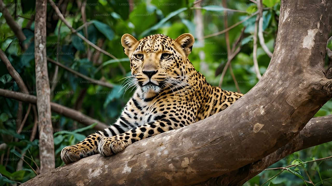 Yala National Park Safari from Kosgoda