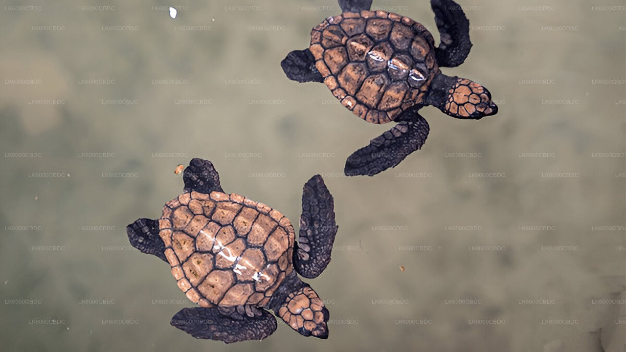 Bentota City tour and Galle from Kosgoda