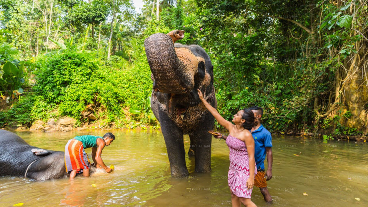 Millennium Elephant Foundation from kalutara