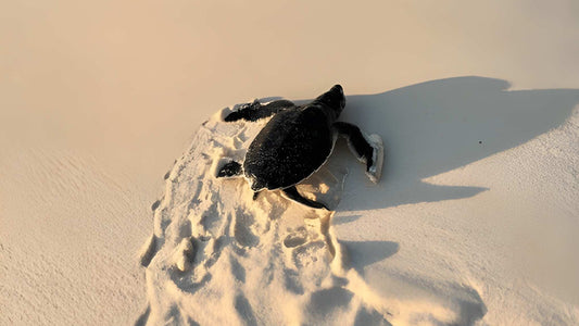 إطلاق سلحفاة صغيرة من بينتوتا