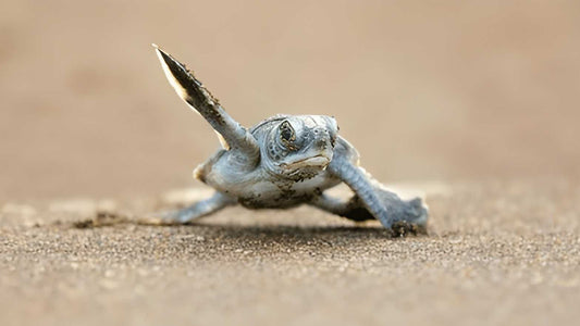 إطلاق سلحفاة صغيرة من ويليجاما