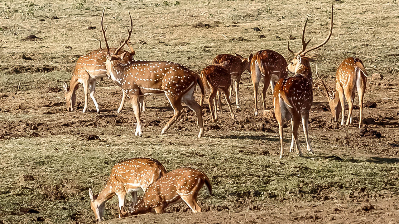 Private Tour from Mirissa to Ella with Udawalawe Safari