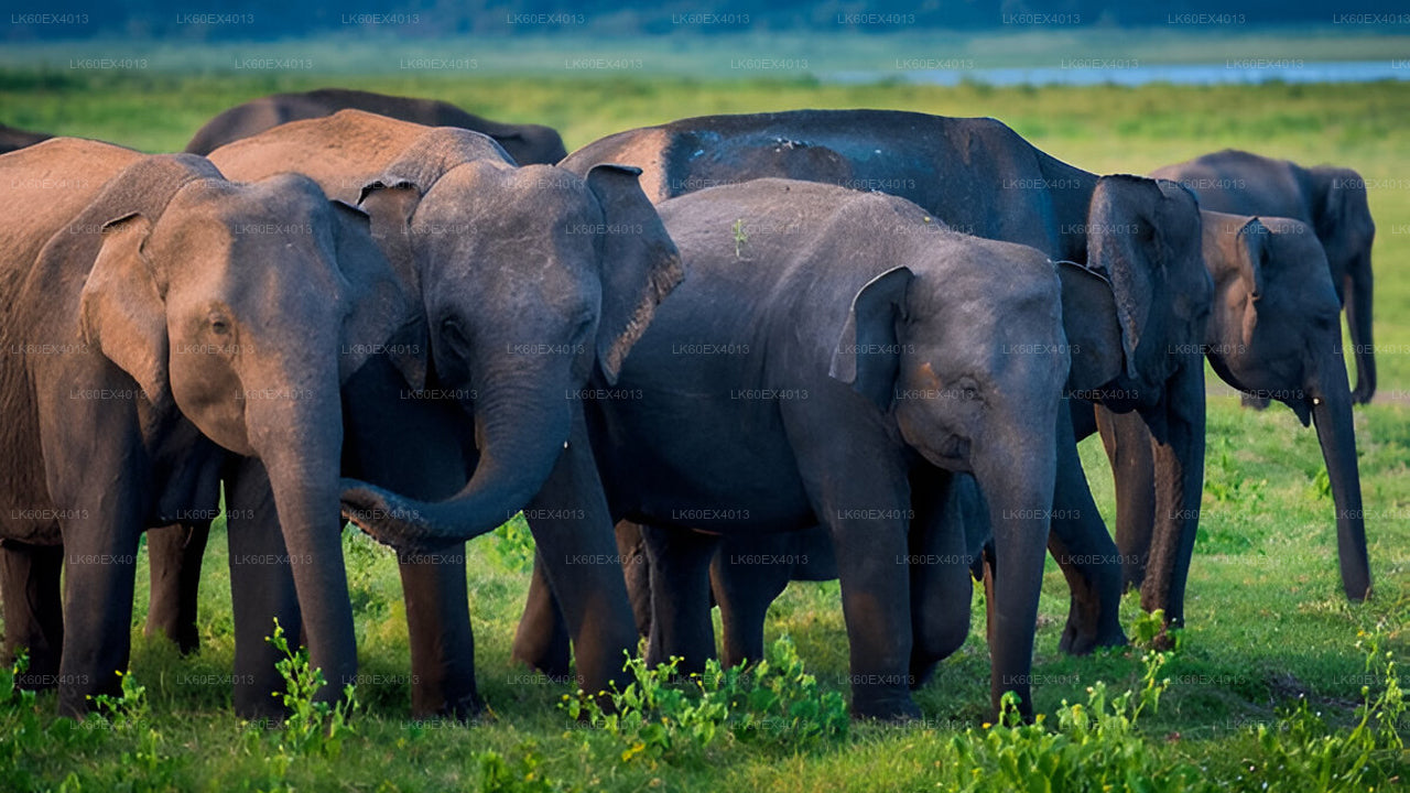 Private Tour from Mirissa to Ella with Udawalawe Safari