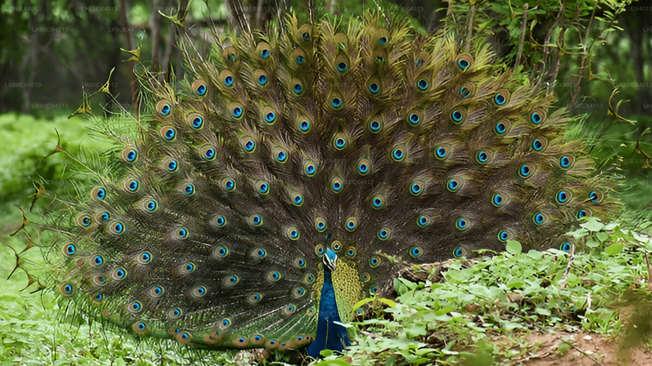 Private Tour from Mirissa to Ella with Udawalawe Safari