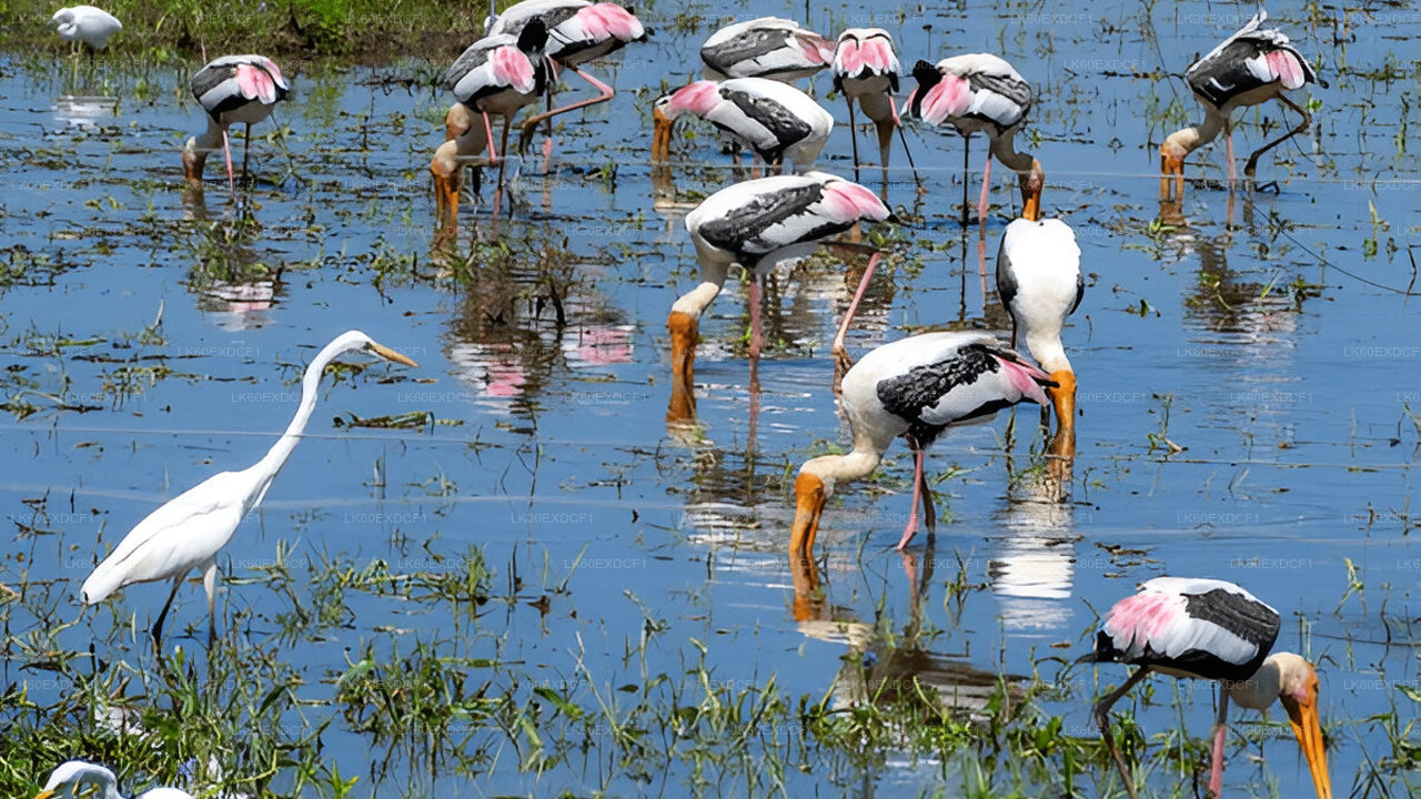 Private Tour from Ella to Mirissa with Udawalawe Safari