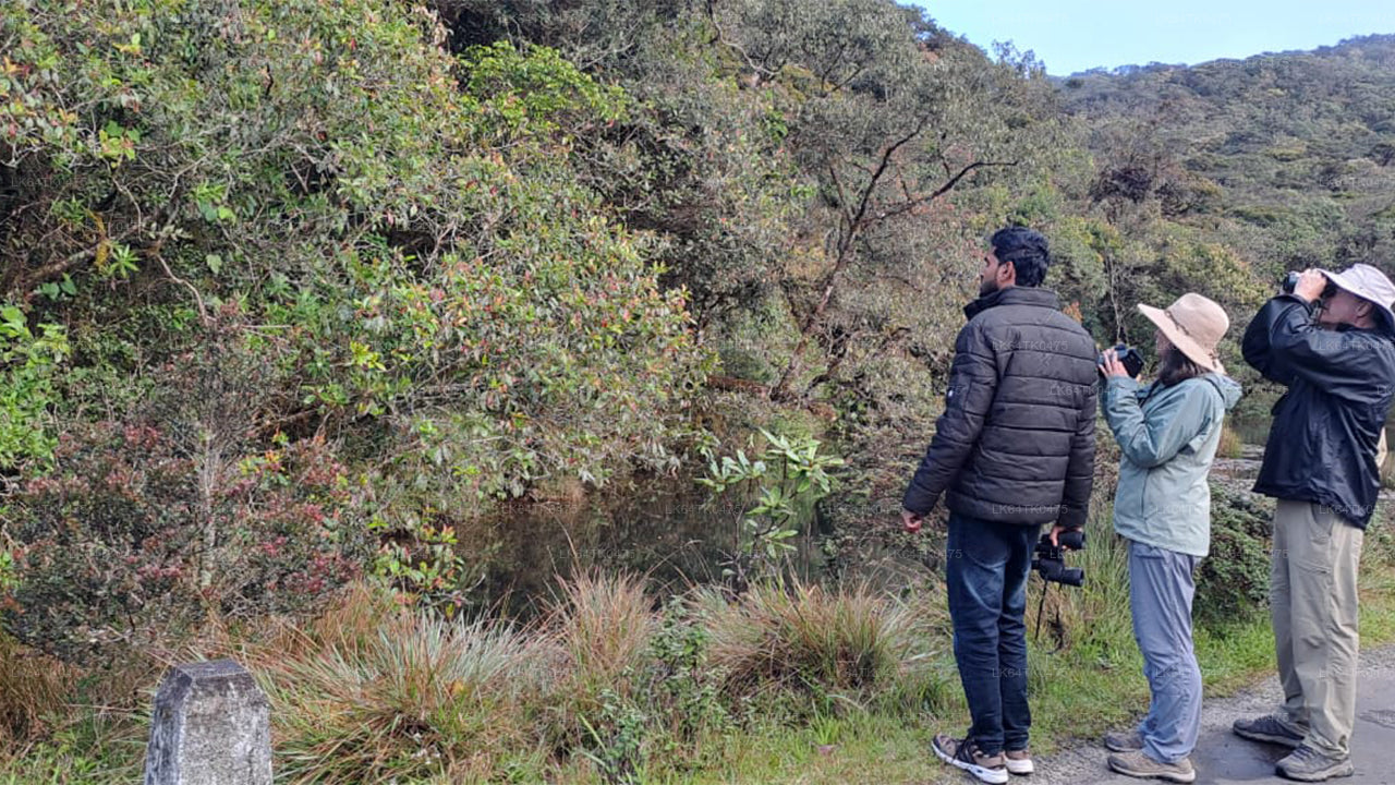 مشاهدة الطيور من غابة سينهاراجا المطيرة