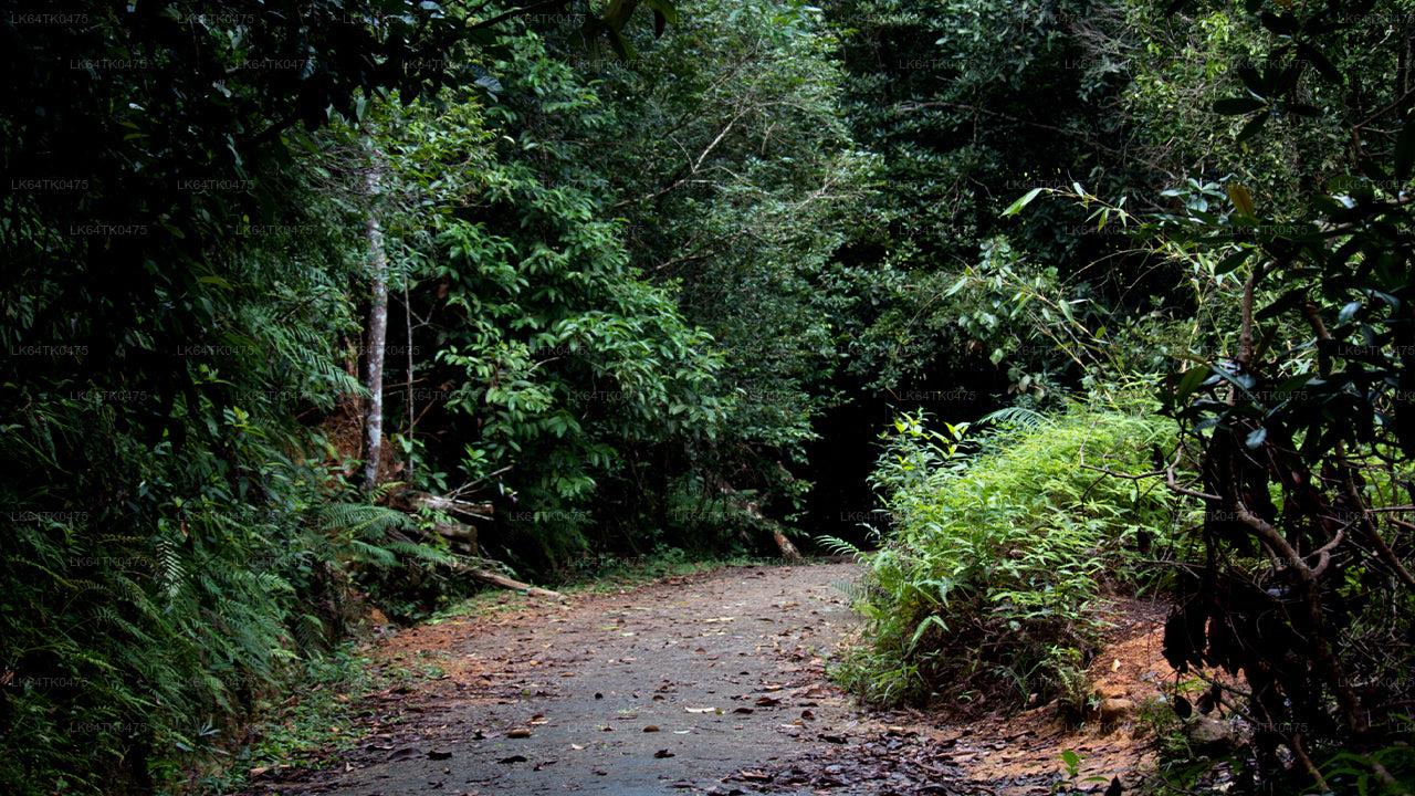 مشاهدة الطيور من غابة سينهاراجا المطيرة