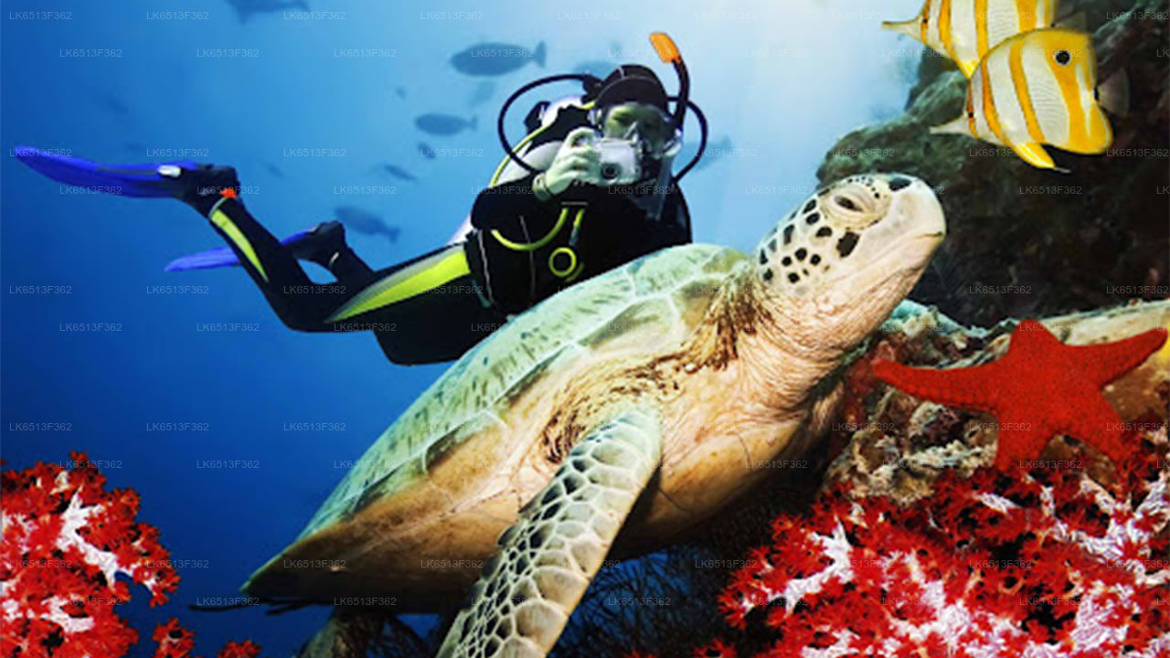 Discover Scuba Diving from Bentota