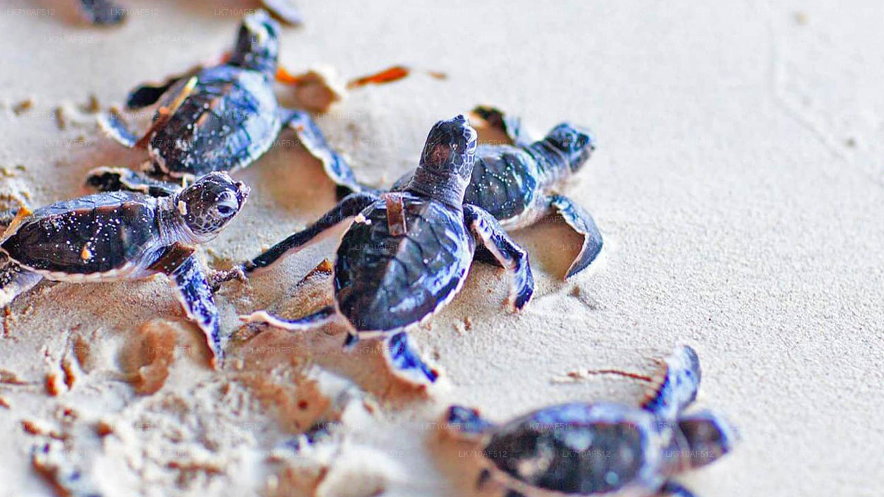 Bentota City Tour from Colombo