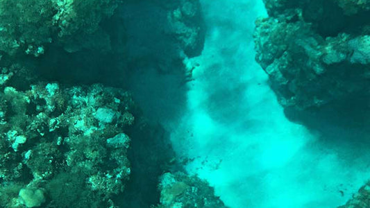 Glass Bottom Boat Ride from Hikkaduwa