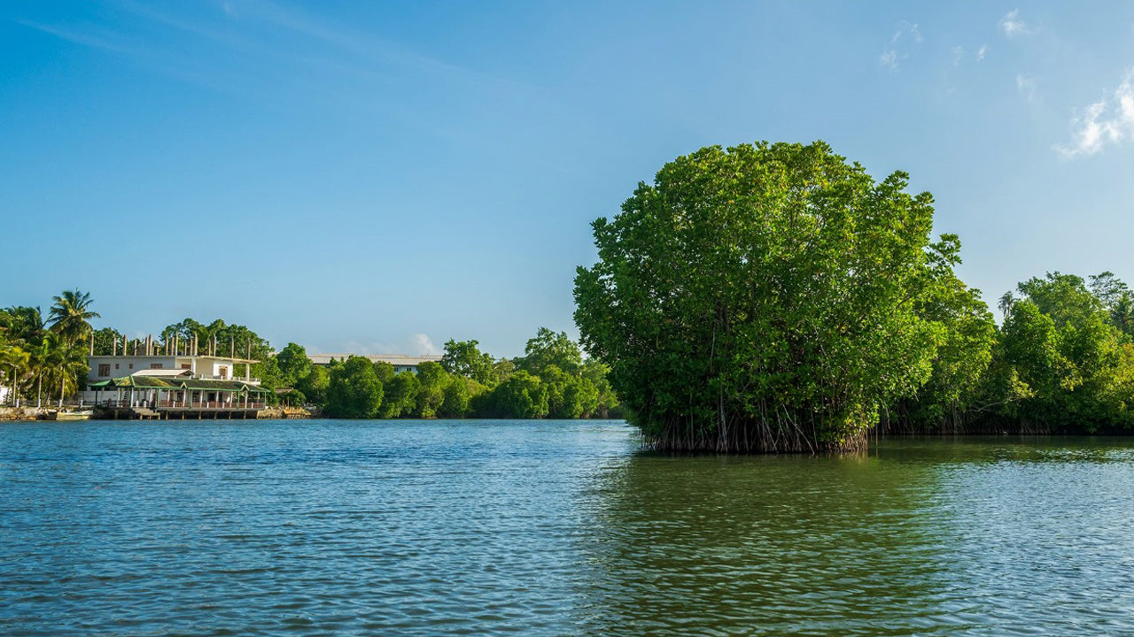 Bird Watching from Koggala Lake