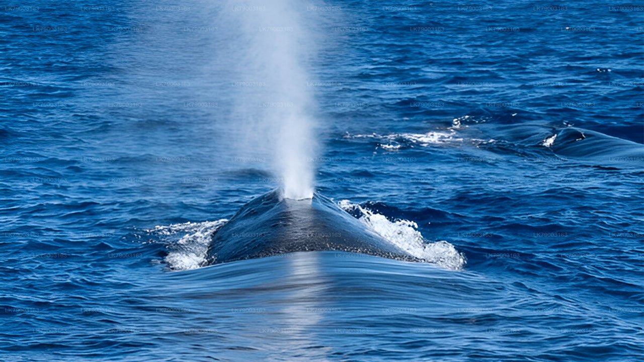 7 Hour Private Whale Watching Cruise From Mirissa