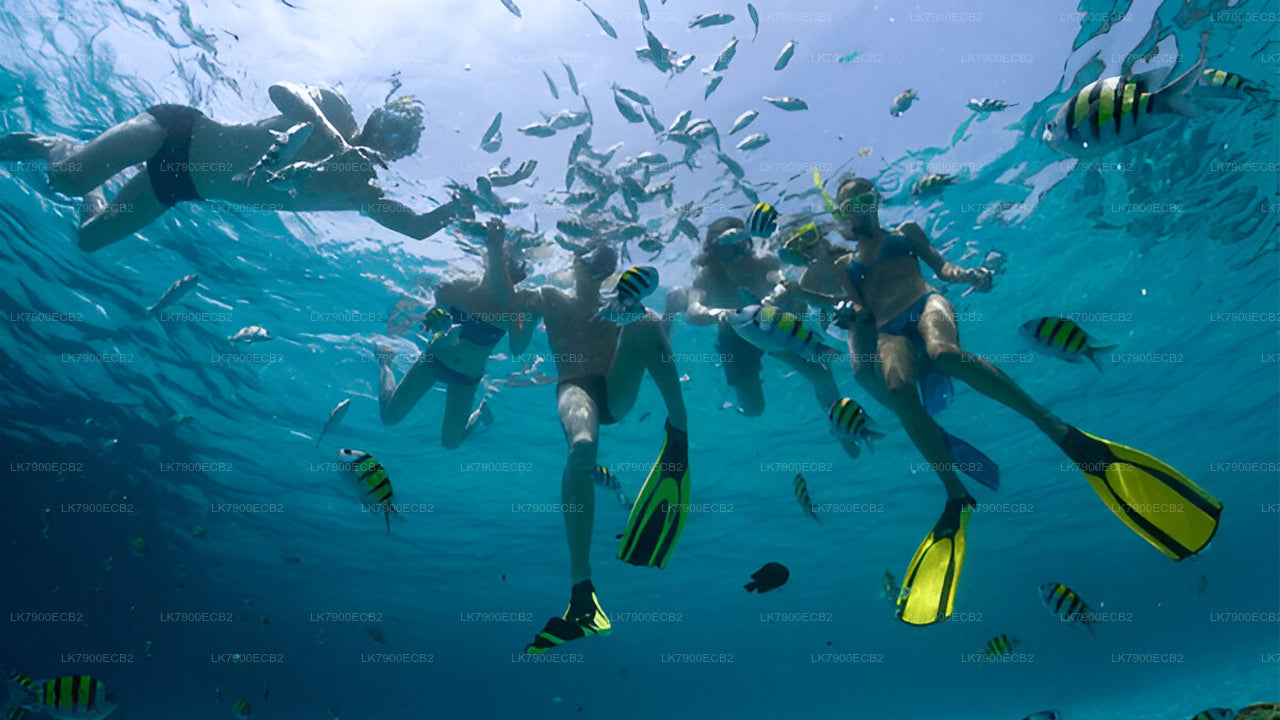 6-Night Cruise Experience from Mirissa on Ocean Diamond