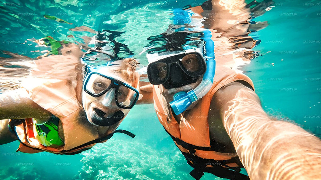 7 Hour Private Whale Watching Cruise From Mirissa