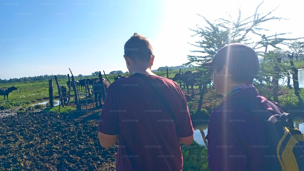 Curd Processing Experience from Tissamaharama