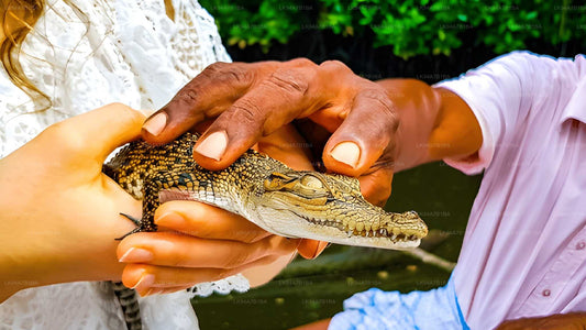 Three people holding a small crocodile with a blurred green background