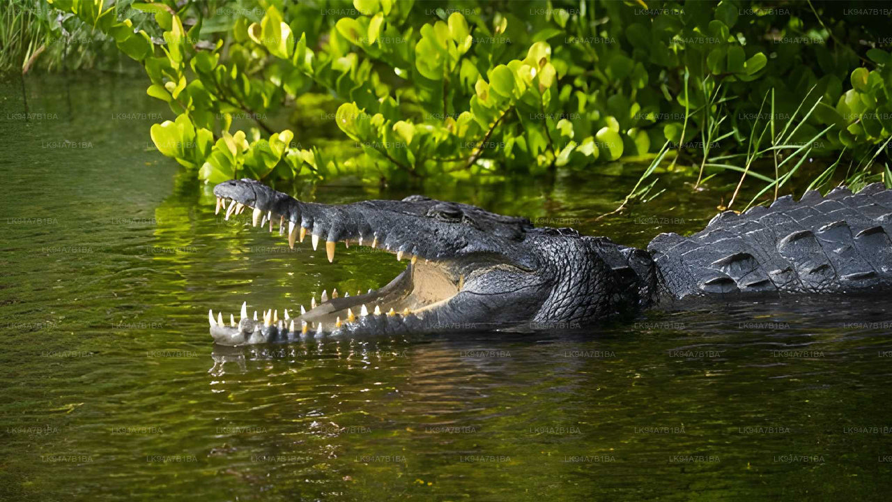 Alligator partially submerged in water with green foliage in the background
