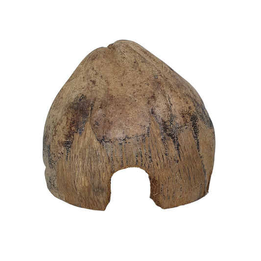 Bivenro Natural 3/4 Cocoa Hideout with husk design offers a safe cave for fish, shrimp & reptiles, or a rustic base for orchids in terrariums & aquariums.