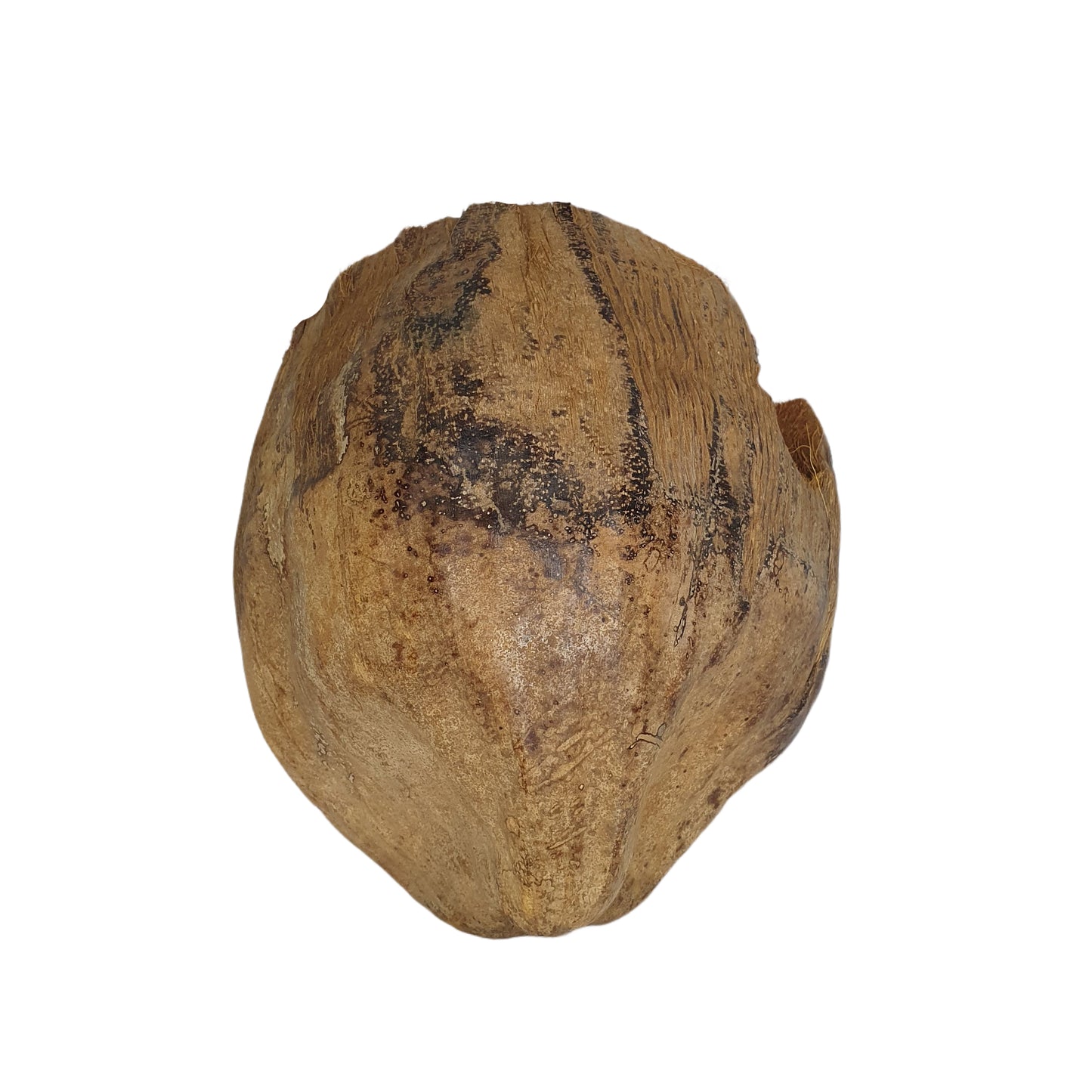 مخبأ بيفينرو ناتشورال 3/4 للكاكاو بتصميم قشر (مقاس مجاني)