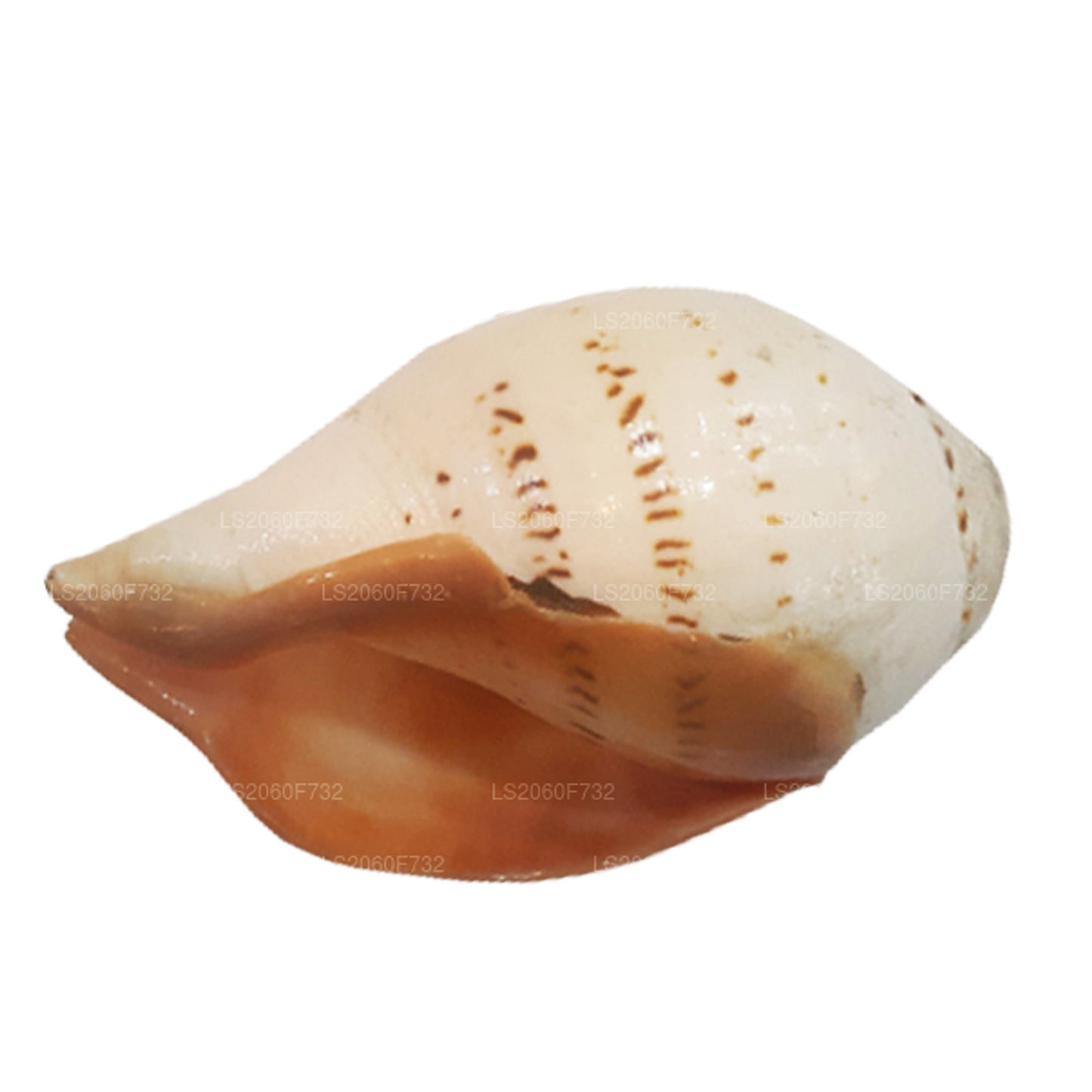 Lakpura® Shankha (Hakgediya)