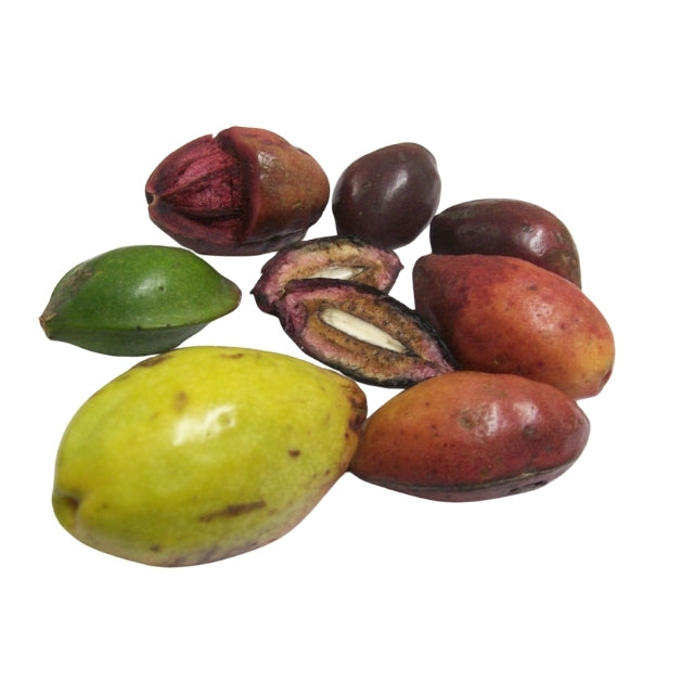Lakpura® Terminalia Catappa Viable (Kottamba) Seeds