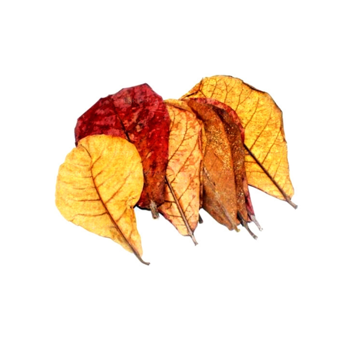 Lakpura® Wildcrafted Dehydrated Terminalia Catappa Leaves (Kottamba, Indian Almond) Pack