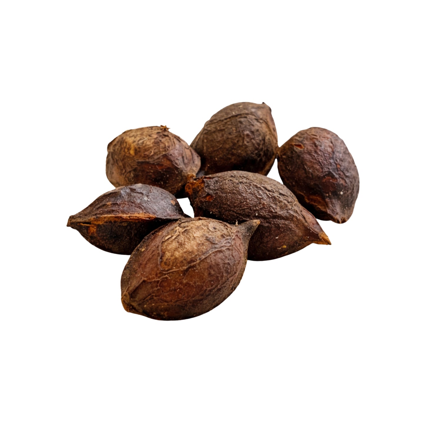 Lakpura® Terminalia Catappa (Kottamba) بذور كاملة