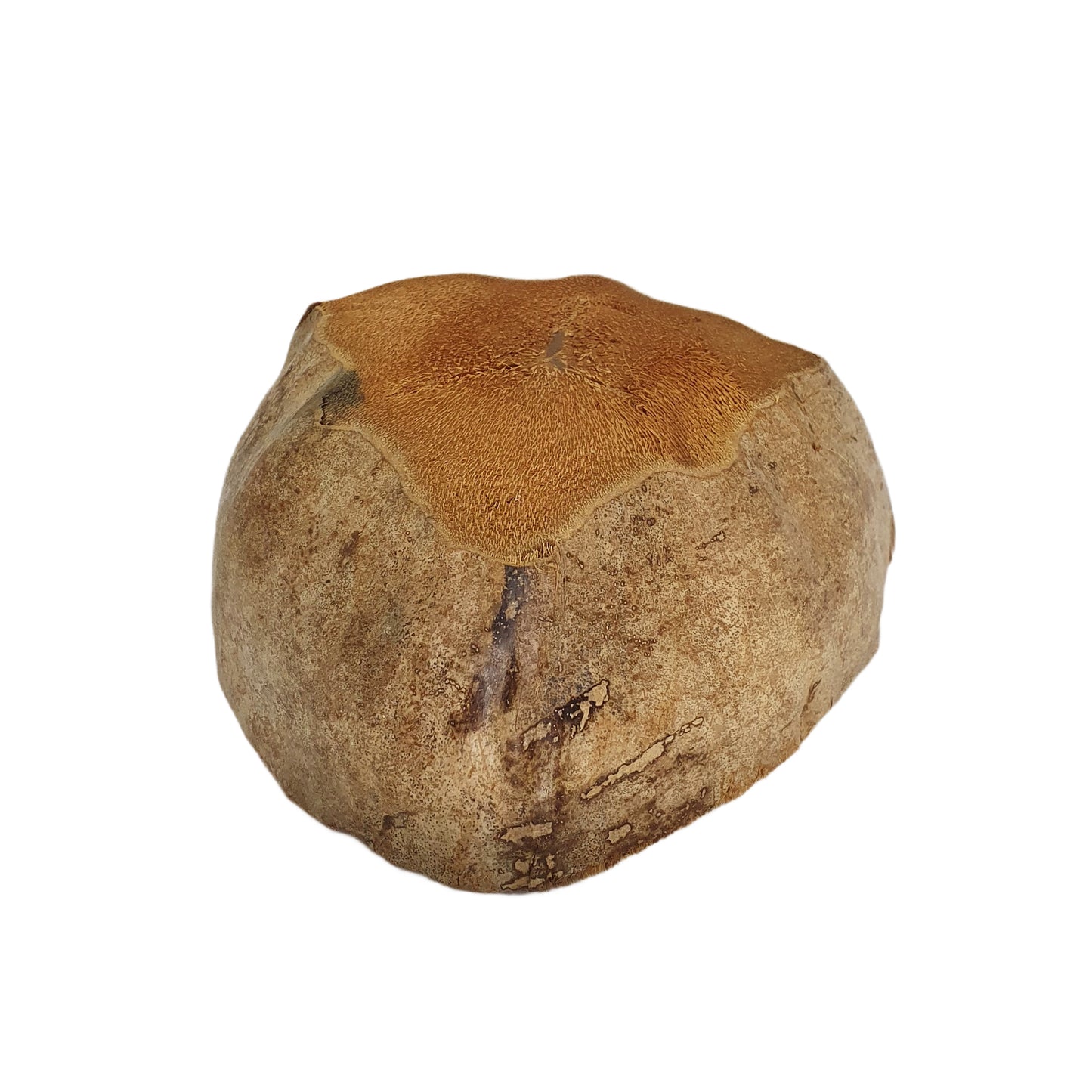 تصميم وعاء زراعة جوز الهند الطبيعي من Bivenro (حجم مجاني)