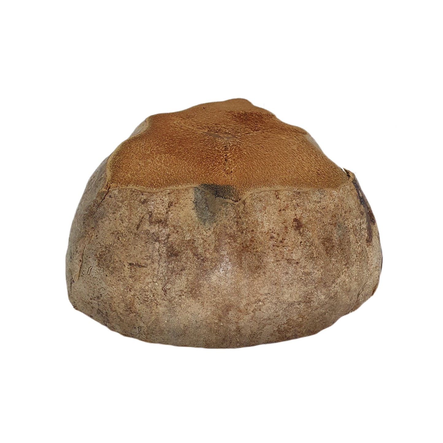 تصميم وعاء زراعة جوز الهند الطبيعي من Bivenro (حجم مجاني)