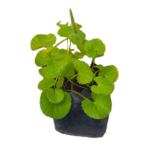 Gotukola (වැල් ගොටුකොළ) Plant