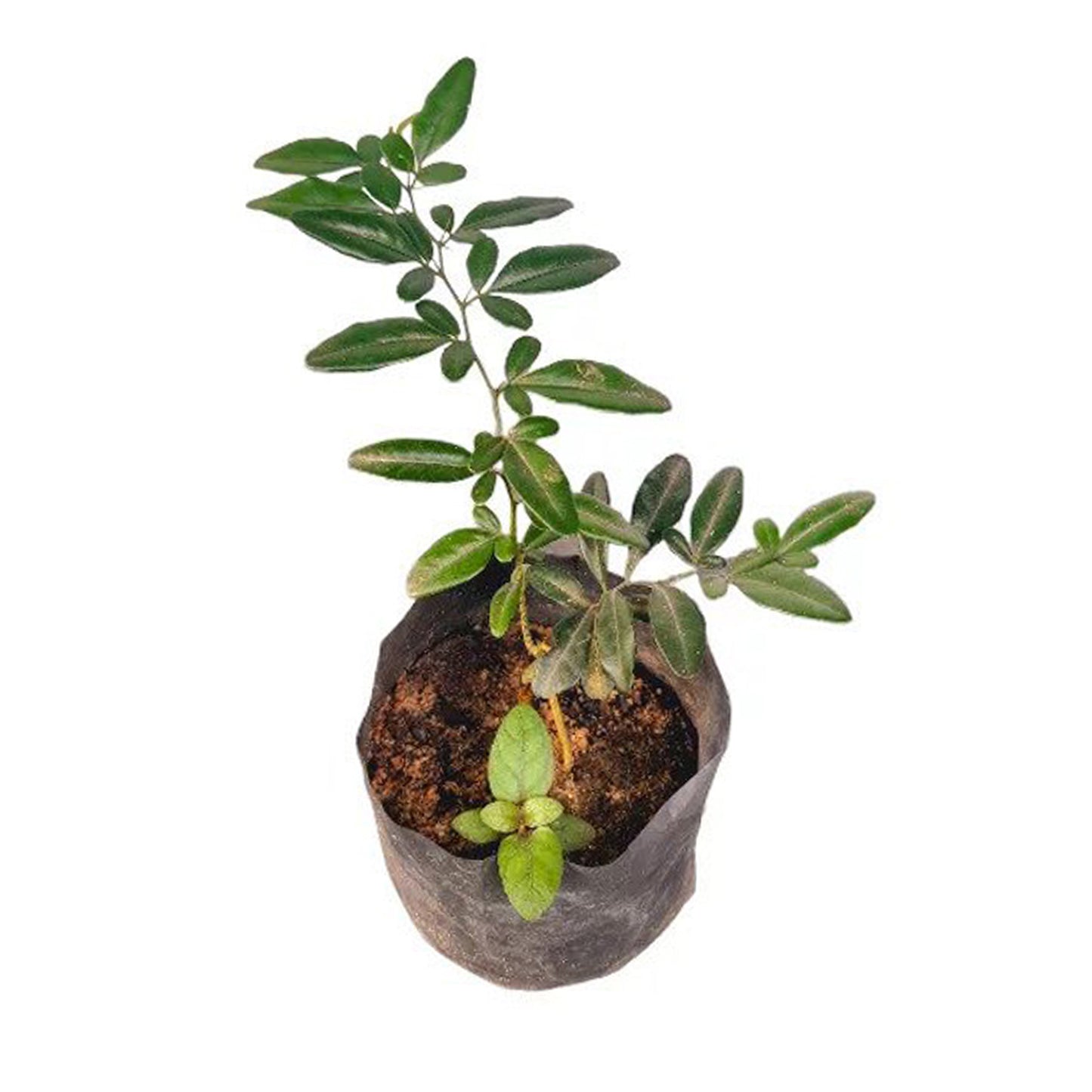 Lakpura Kasthuri Lime Grafted Plants