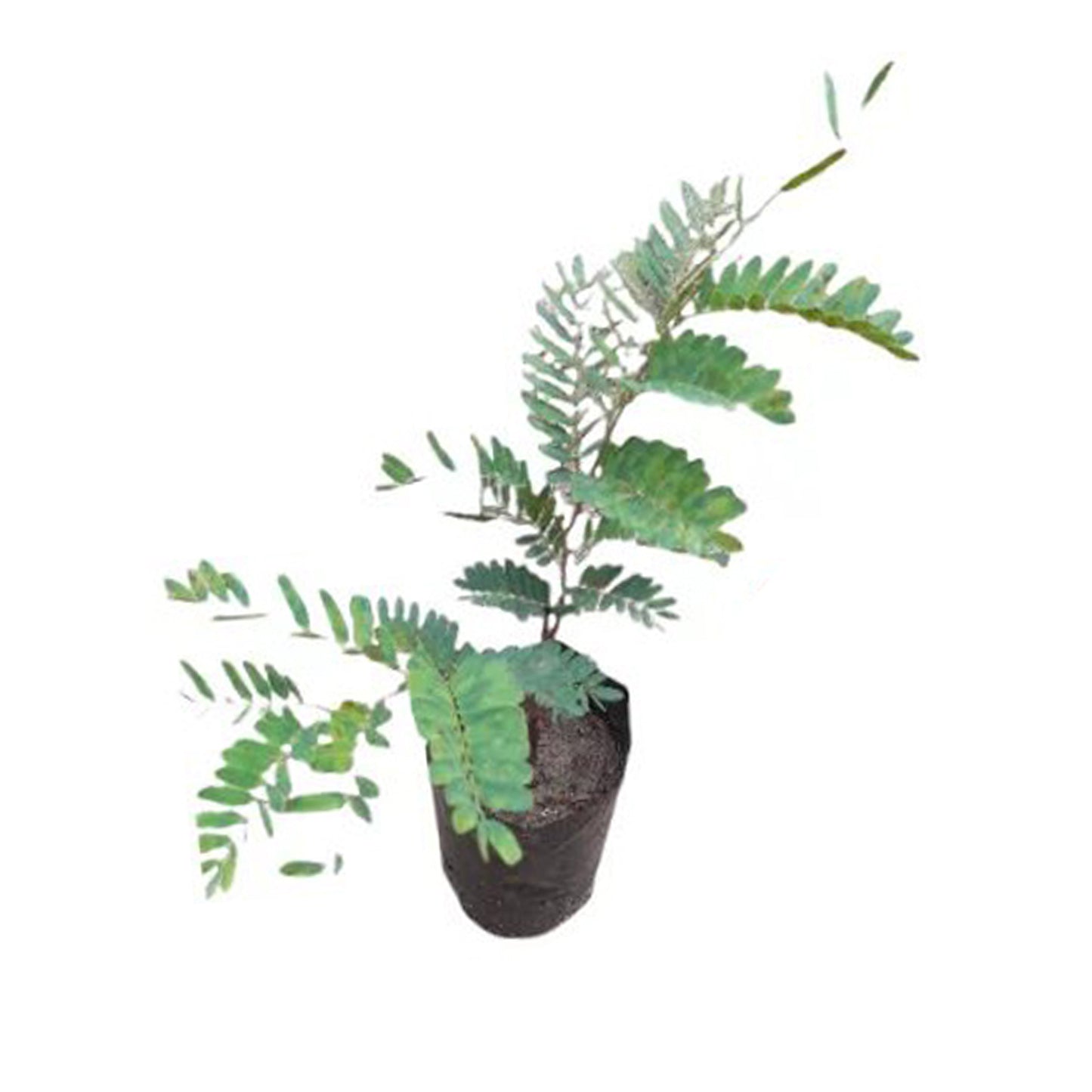 Lakpura Sweet Tamarind Grafted Plant