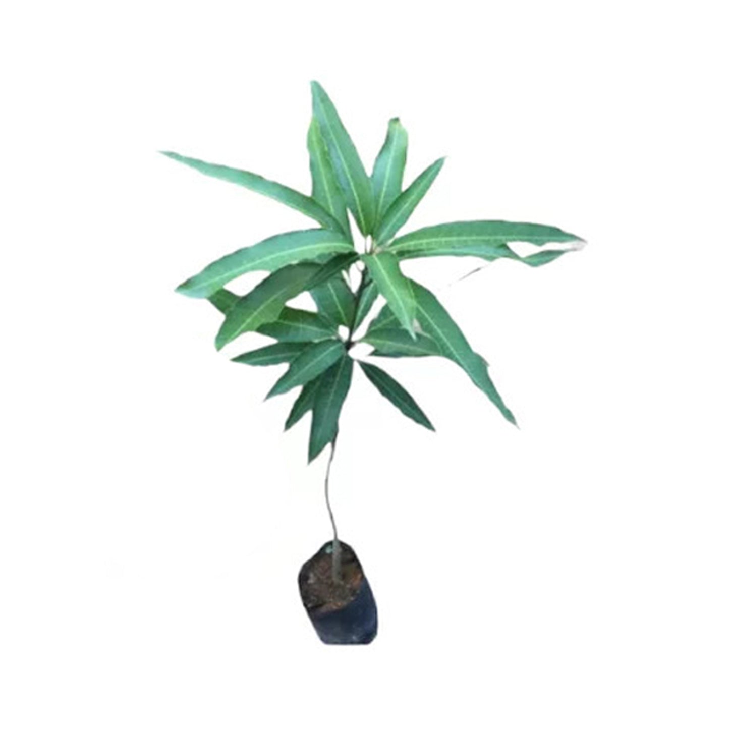 Lakpura Vilad Mango Grafted Plant