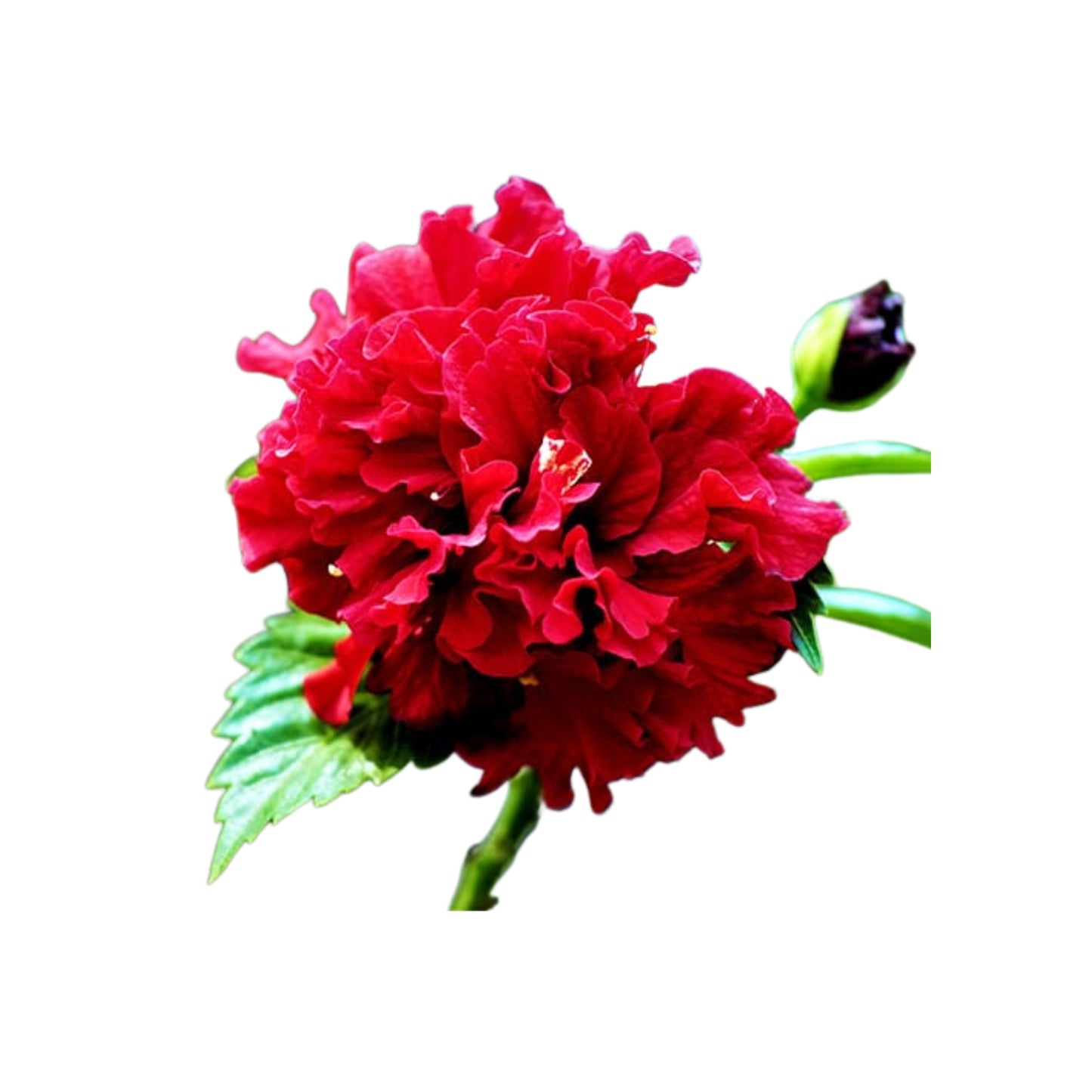 Lakpura Double Petal Hibiscus (Red) Exotic Plant