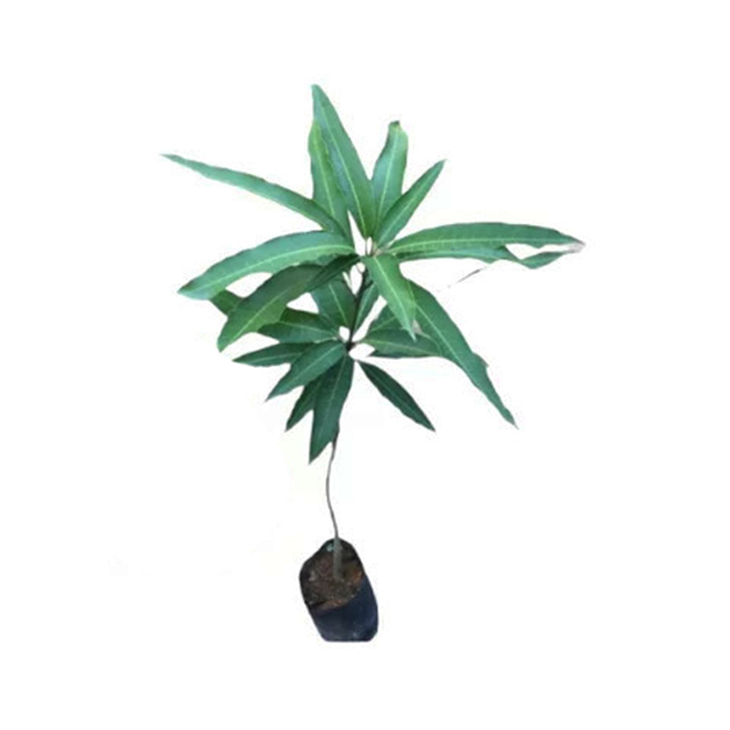 Lakpura® Vellaikolumban Mango Plant