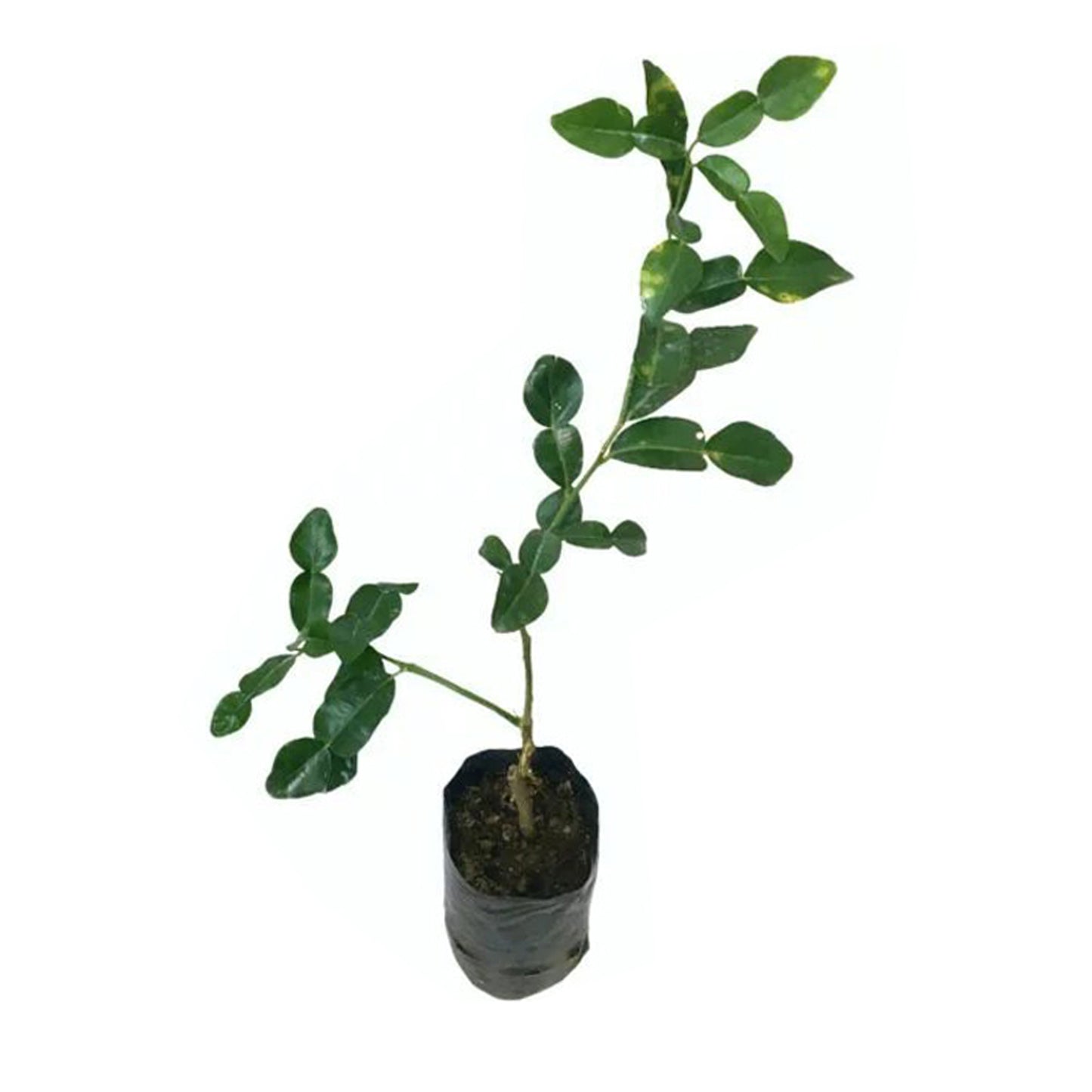 Lakpura Kaffir Lime Plant
