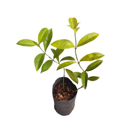 Lakpura Gonika Plant