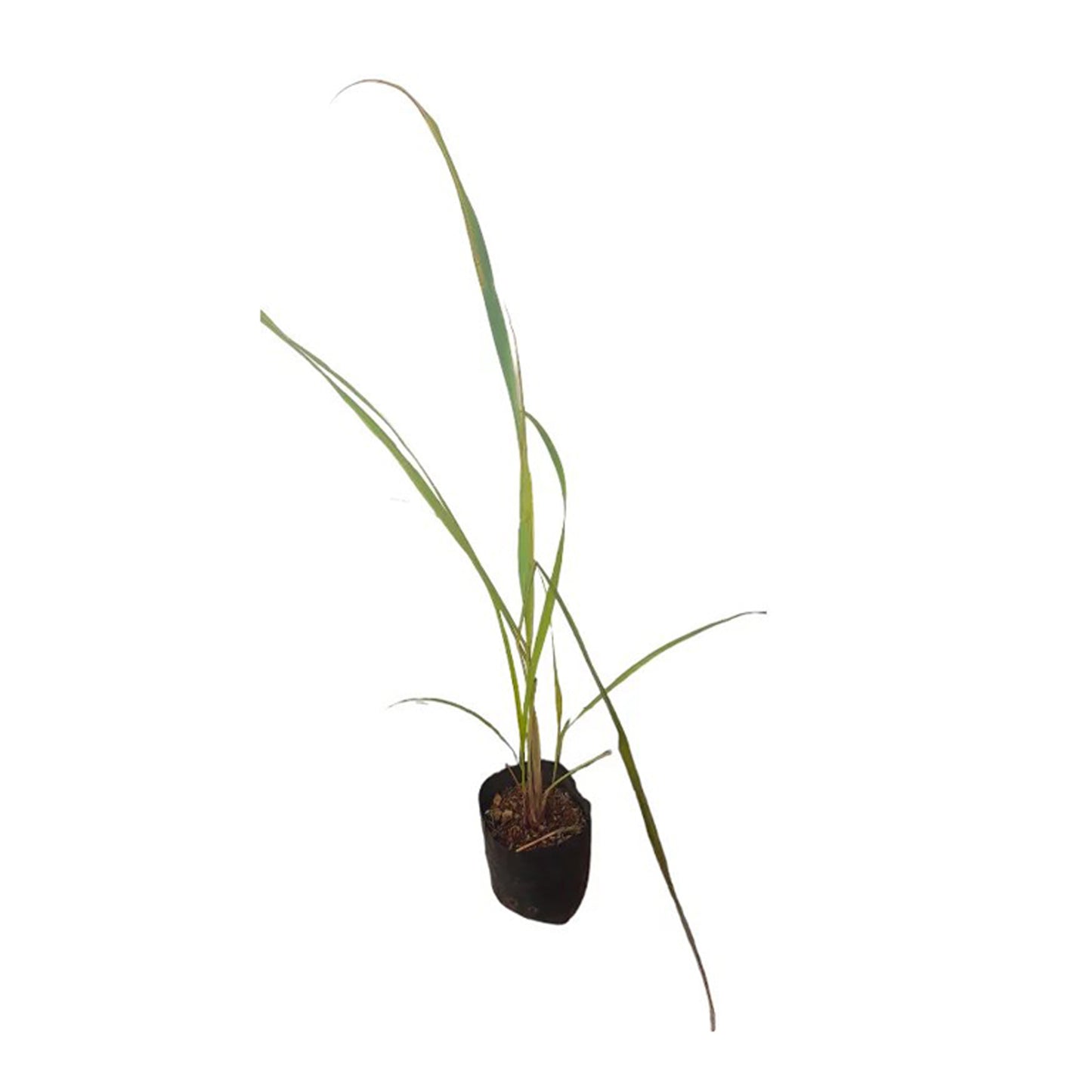 Lakpura Lemon Grass Plant