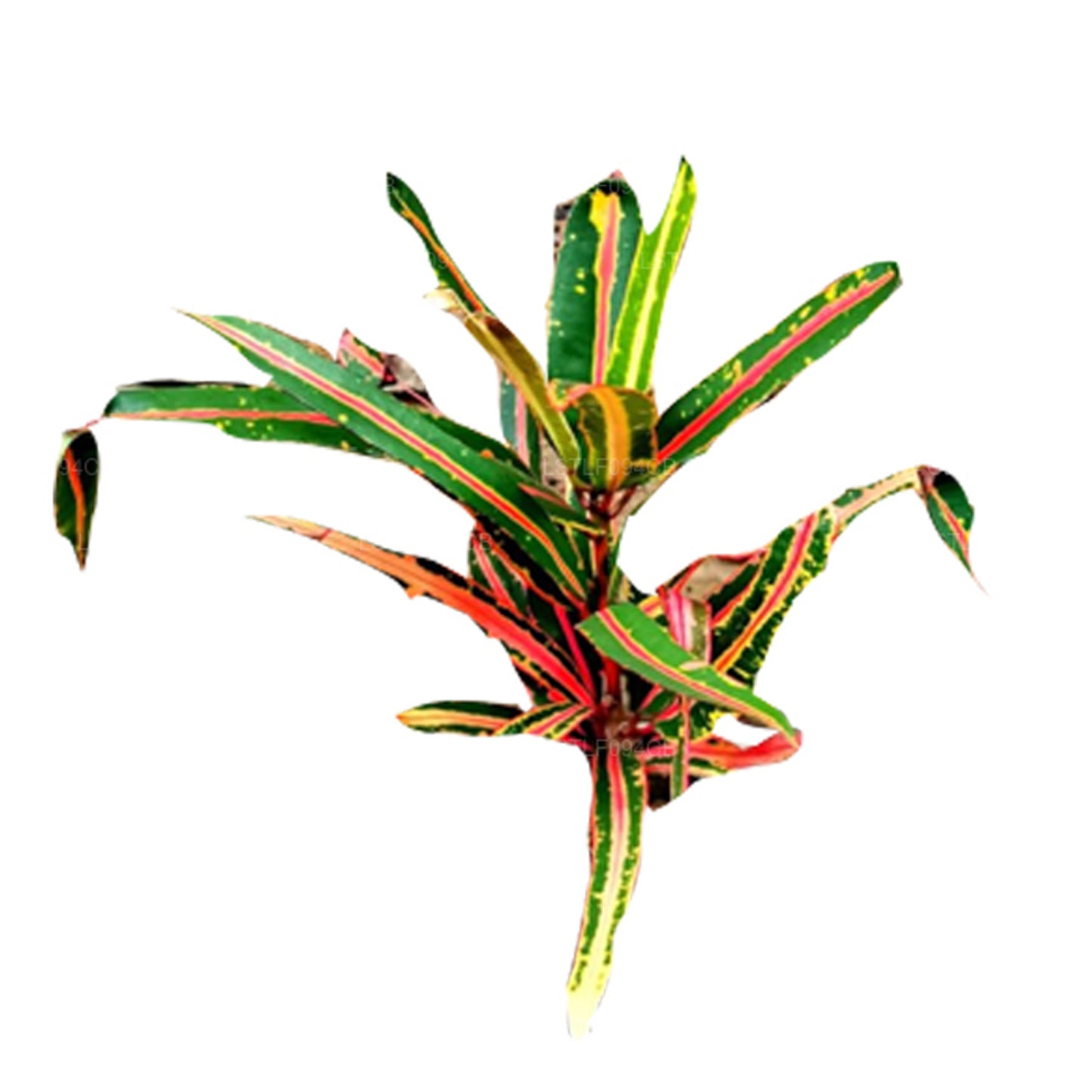 Lakpura Victoria Gold Bell Croton (50 Leaves)