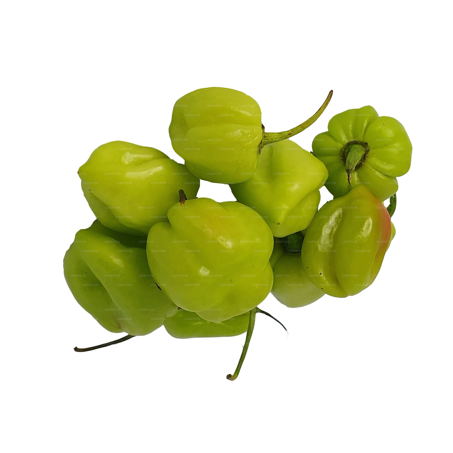 Lakpura® Scotch Bonnet (Nai Miris)