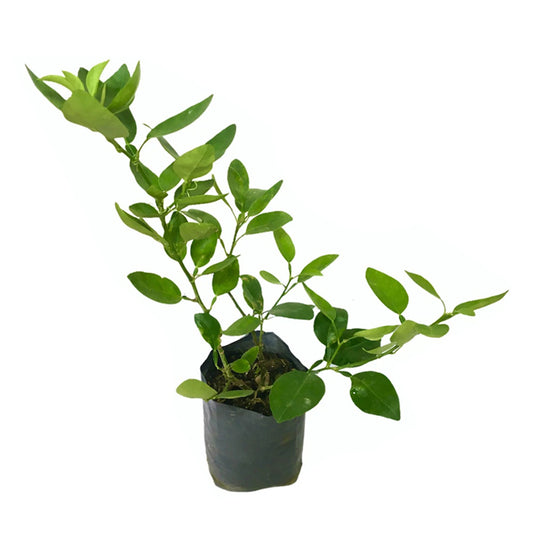 Lakpura Lime Layered Plant