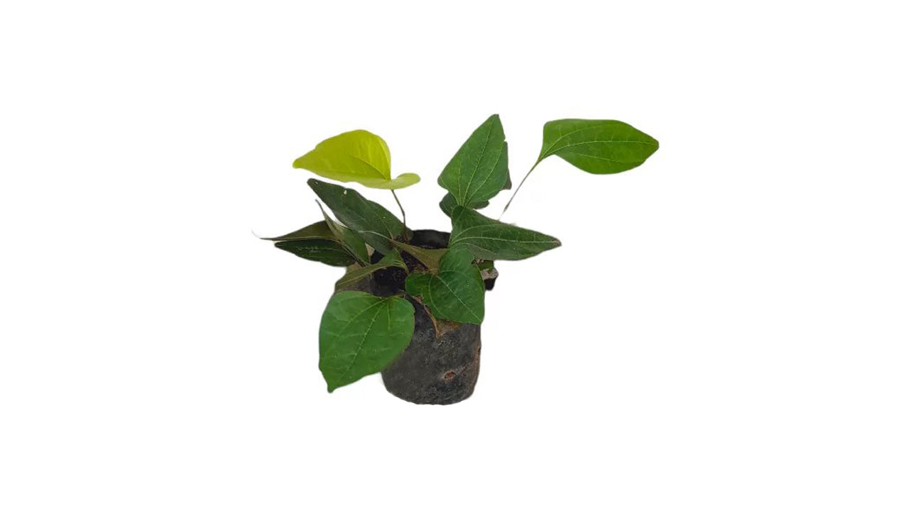 Lakpura Bin Pol Plant