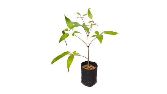 Lakpura Chinese Chastetree (Kalu Nika) Plant