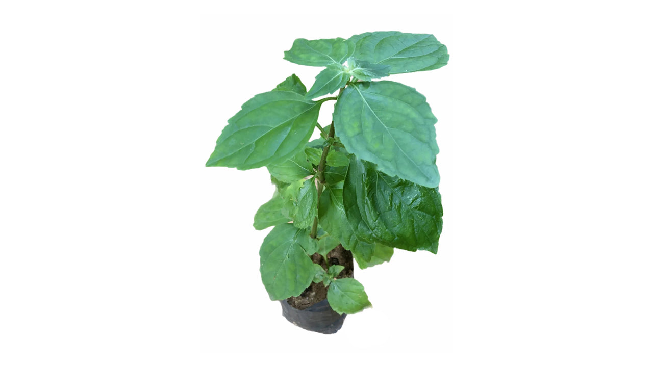 Lakpura Kollan Plant