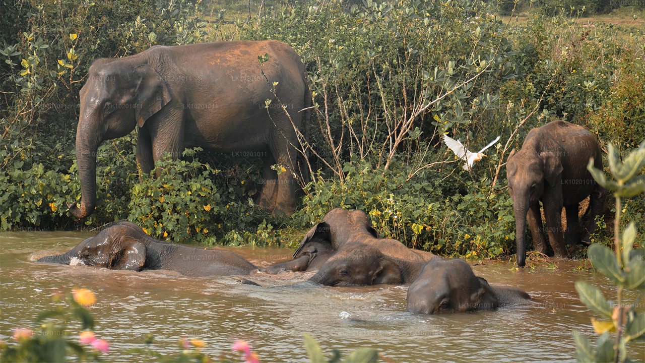 Udawalawe and Galle from Colombo (2 Days)