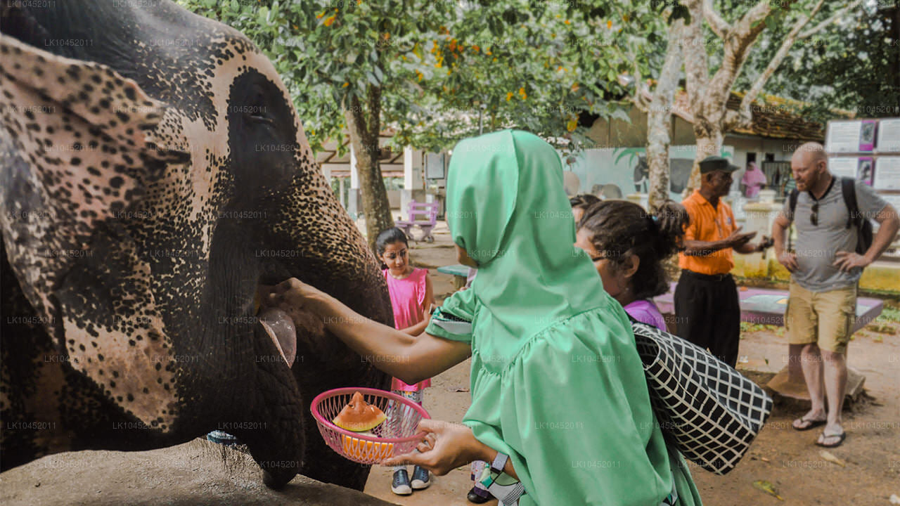 Woman feeding an elephant with fruit while holding a basket, as children and other visitors watch nearby.