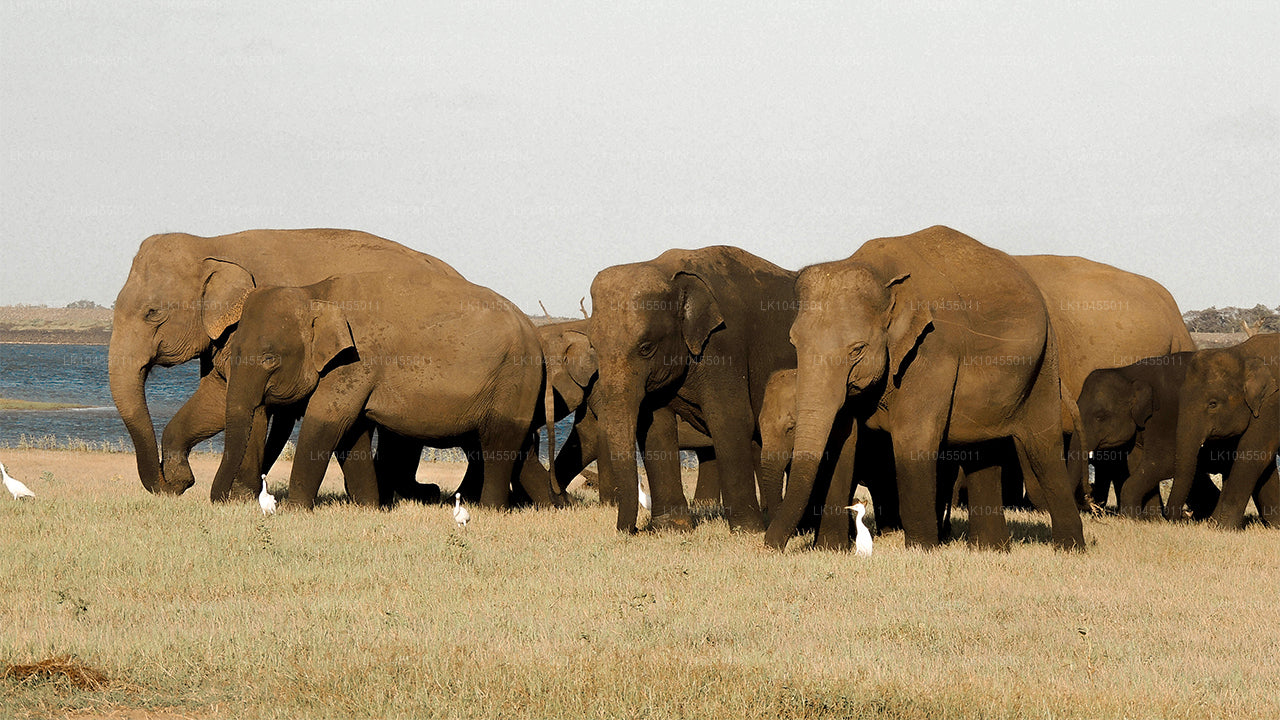 Sri Lanka Aborigine Tour (4 Days)